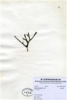 藏品(臺灣松藻)的圖片